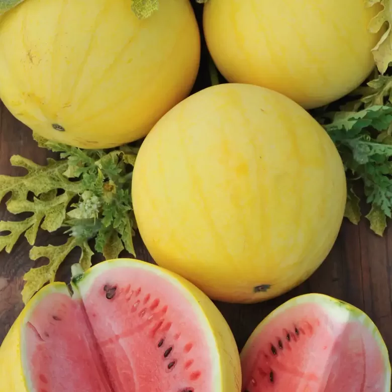 Arbūzi Zloto Wolicy F1, 10 sēklas